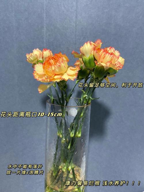 康乃馨怎么水养？康乃馨怎么水养生根？-第4张图片-优品飞百科