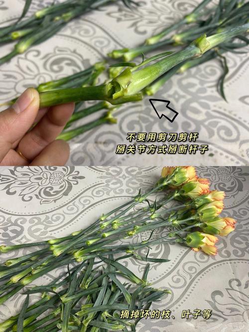 康乃馨怎么水养？康乃馨怎么水养生根？-第7张图片-优品飞百科