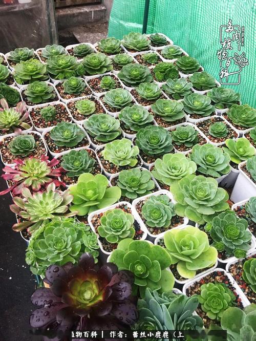 山地玫瑰夏季怎么养，山地玫瑰的种植方法及养护-第2张图片-优品飞百科