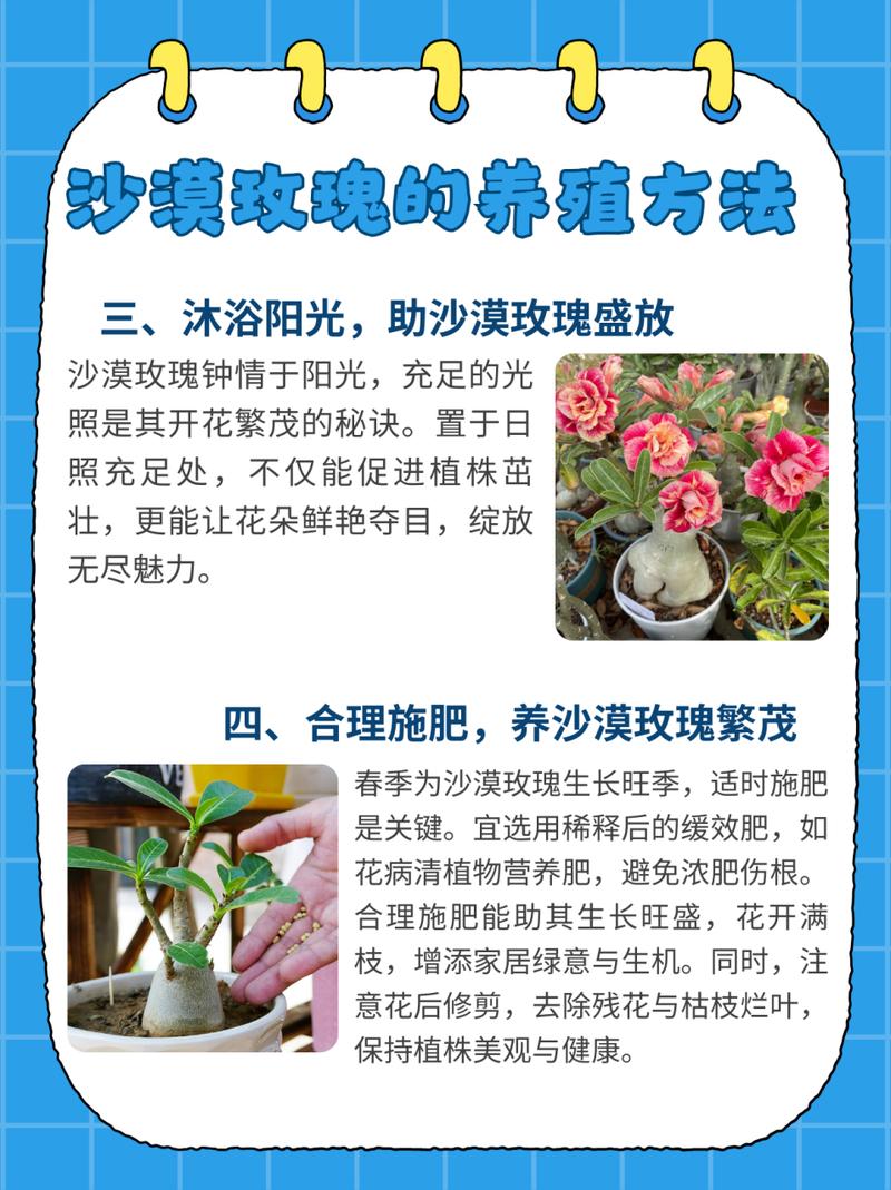 山地玫瑰夏季怎么养，山地玫瑰的种植方法及养护-第4张图片-优品飞百科