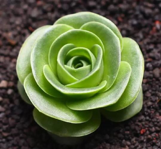 山地玫瑰夏季怎么养，山地玫瑰的种植方法及养护-第5张图片-优品飞百科