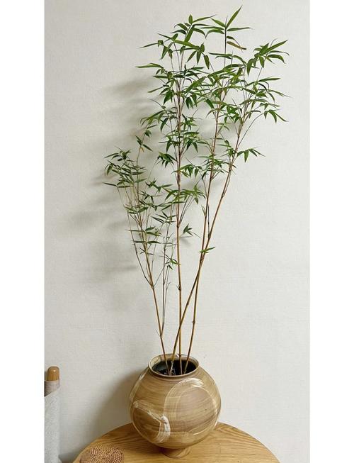 观音竹开花吗，观音竹开花吗图片欣赏