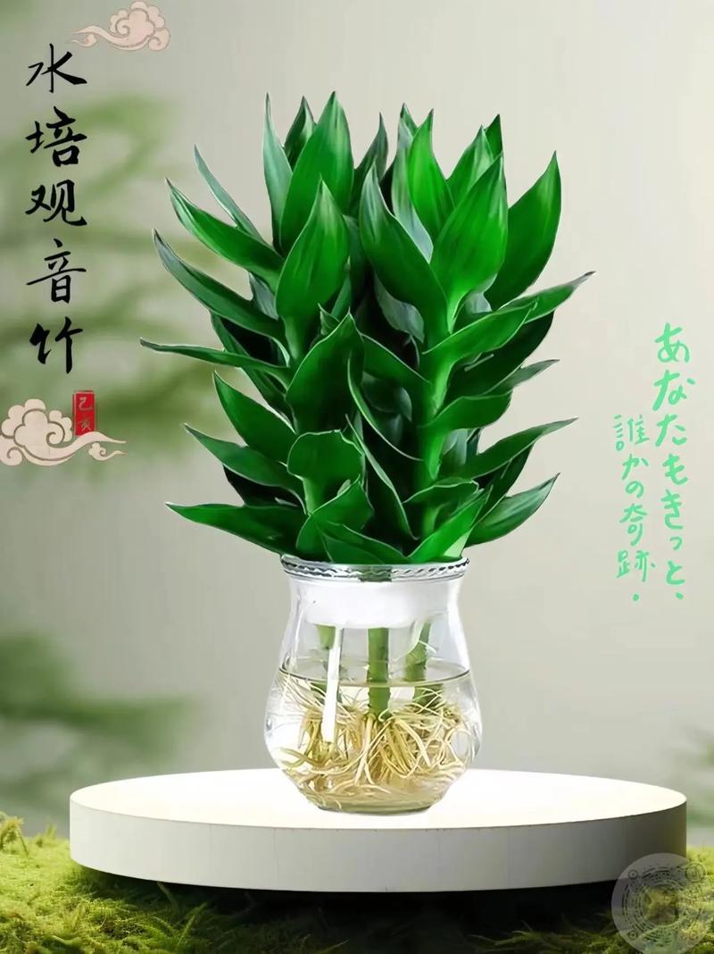 观音竹开花吗，观音竹开花吗图片欣赏-第2张图片-优品飞百科