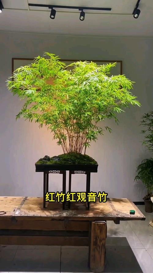 观音竹开花吗，观音竹开花吗图片欣赏-第5张图片-优品飞百科