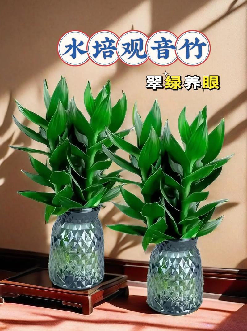 观音竹开花吗，观音竹开花吗图片欣赏-第6张图片-优品飞百科