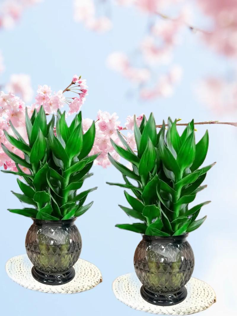 观音竹开花吗，观音竹开花吗图片欣赏-第7张图片-优品飞百科