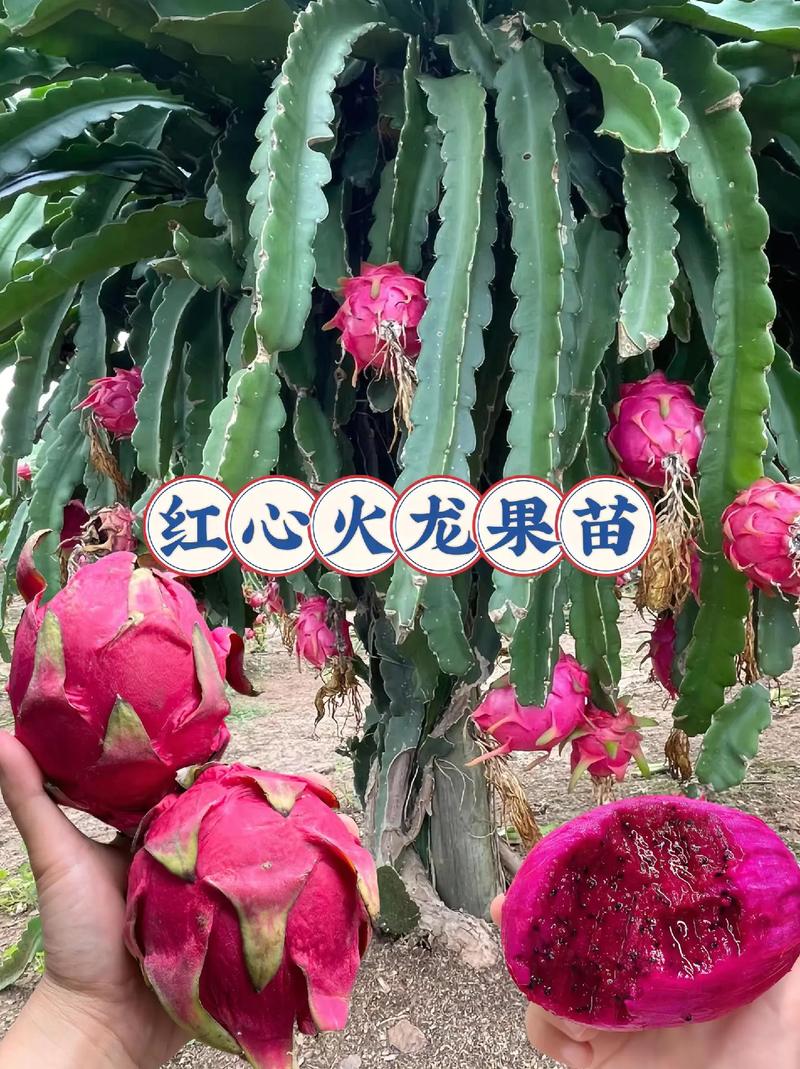 火龙果是怎么繁殖的？火龙果树怎么繁殖？-第3张图片-优品飞百科