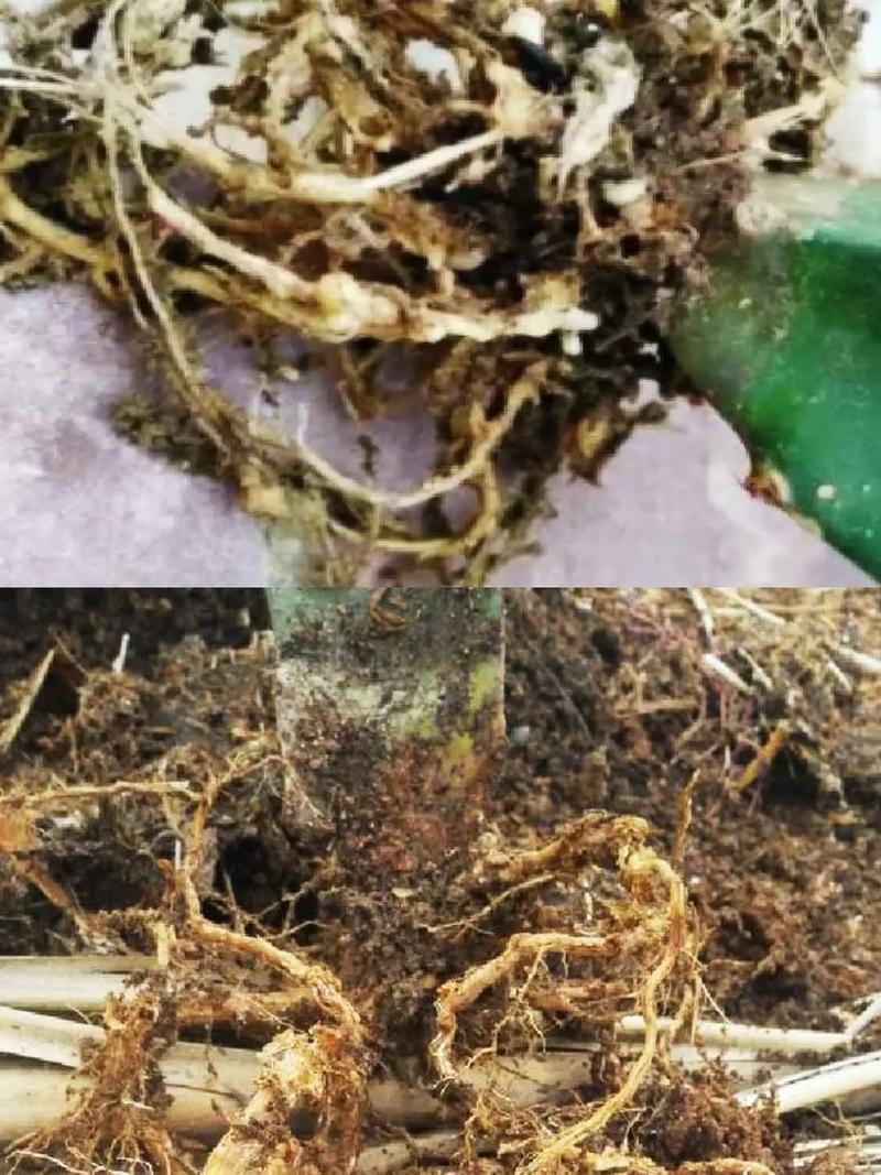 火龙果是怎么繁殖的？火龙果树怎么繁殖？-第4张图片-优品飞百科