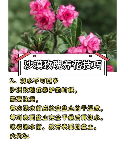 沙漠玫瑰怎么养才开花，沙漠玫瑰怎么养才开花百度百科