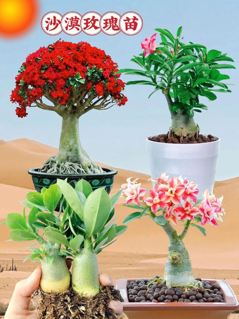 沙漠玫瑰怎么养才开花，沙漠玫瑰怎么养才开花百度百科-第2张图片-优品飞百科