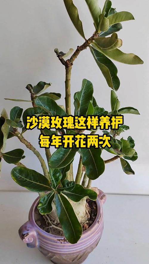 沙漠玫瑰怎么养才开花，沙漠玫瑰怎么养才开花百度百科-第3张图片-优品飞百科