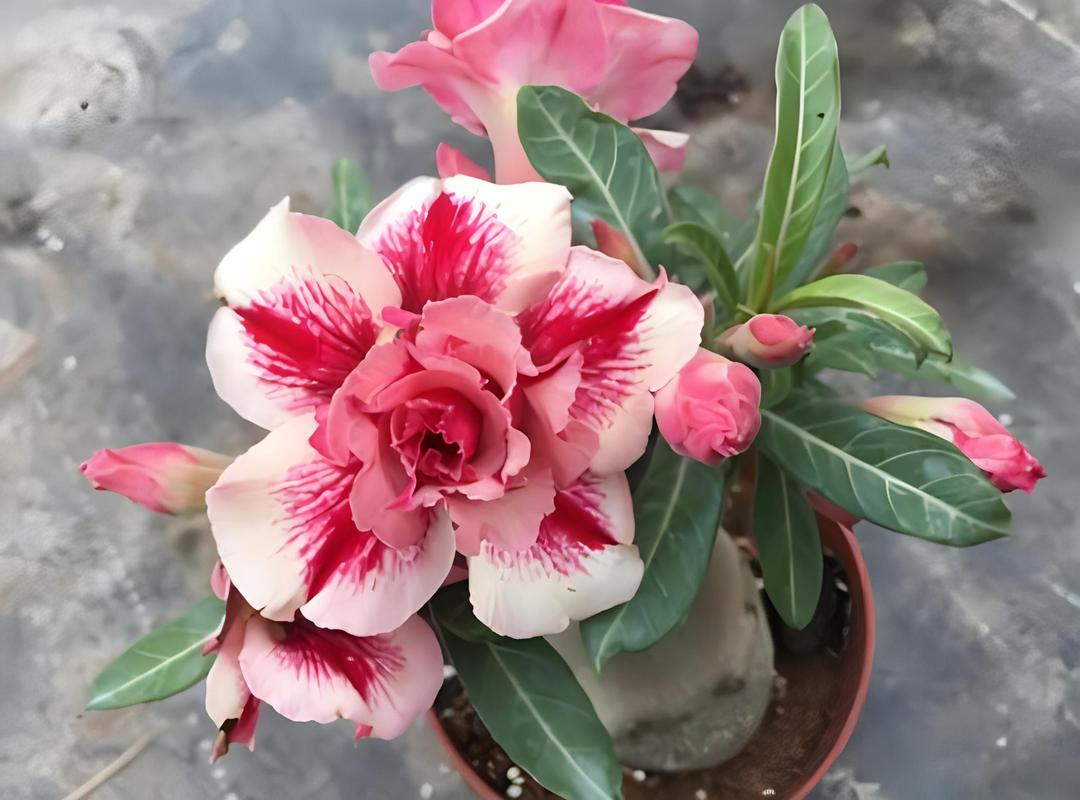 沙漠玫瑰怎么养才开花，沙漠玫瑰怎么养才开花百度百科-第4张图片-优品飞百科