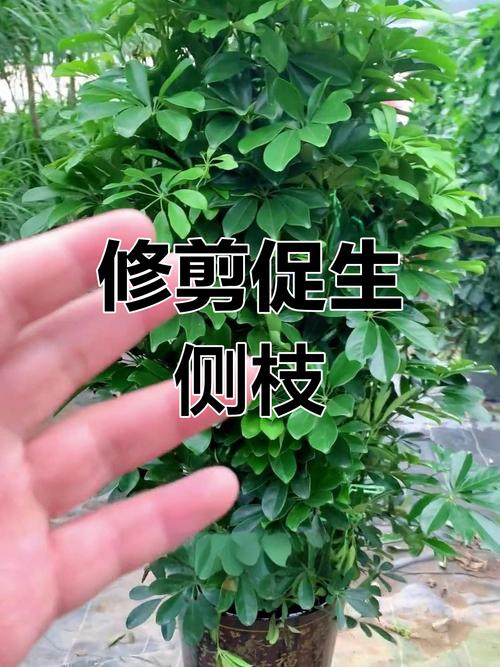 招财树如何剪枝更茂盛，招财树如何剪枝更茂盛呢？