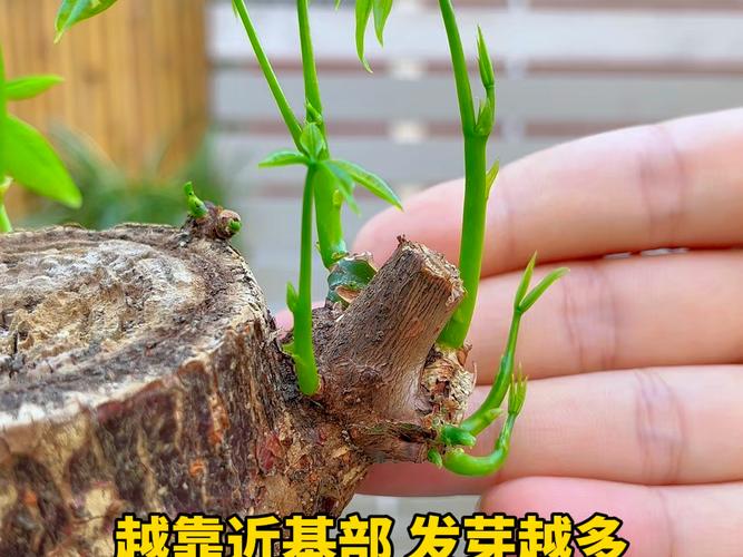 招财树如何剪枝更茂盛，招财树如何剪枝更茂盛呢？-第2张图片-优品飞百科