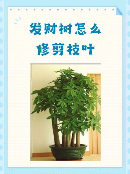 招财树如何剪枝更茂盛，招财树如何剪枝更茂盛呢？-第3张图片-优品飞百科