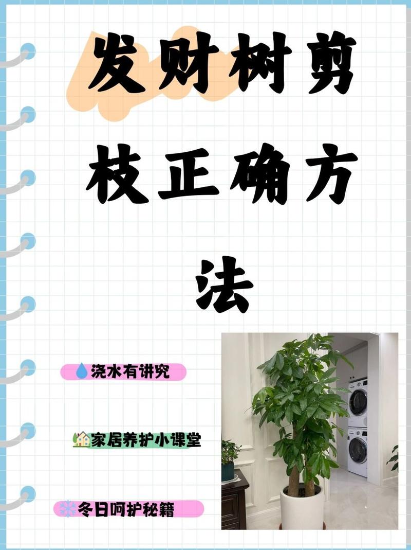 招财树如何剪枝更茂盛，招财树如何剪枝更茂盛呢？-第5张图片-优品飞百科