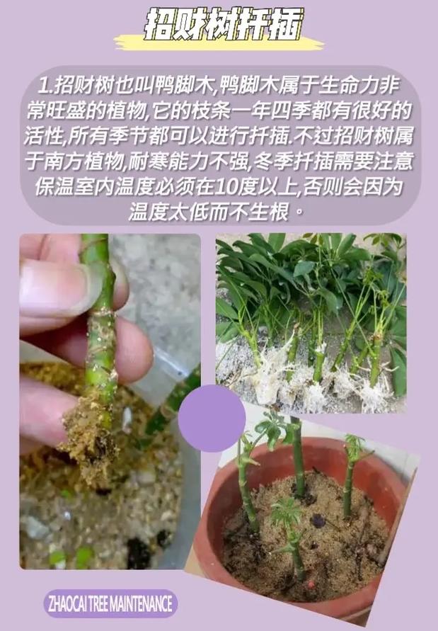 招财树如何剪枝更茂盛，招财树如何剪枝更茂盛呢？-第6张图片-优品飞百科