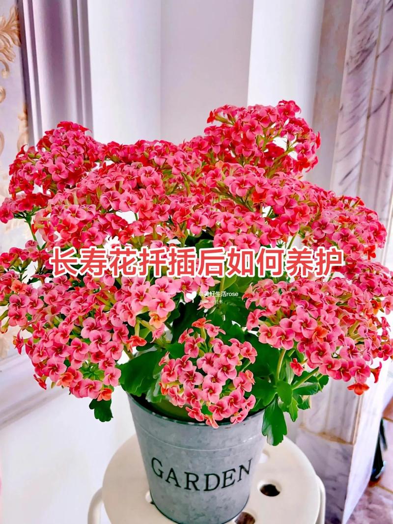 长寿花怎么过冬，长寿花怎么过冬保暖-第3张图片-优品飞百科