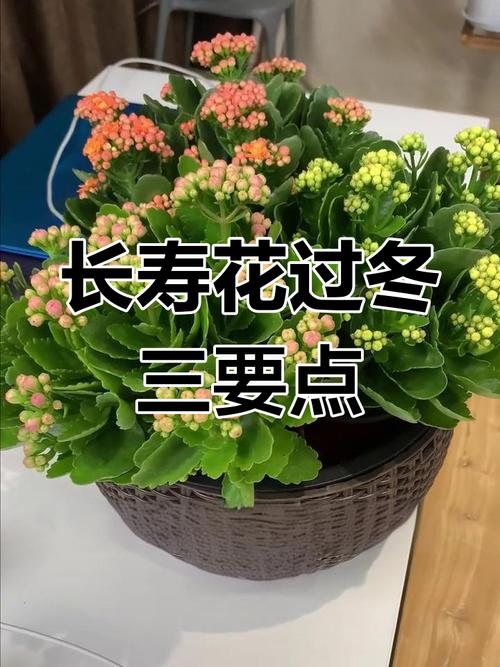 长寿花怎么过冬，长寿花怎么过冬保暖-第4张图片-优品飞百科