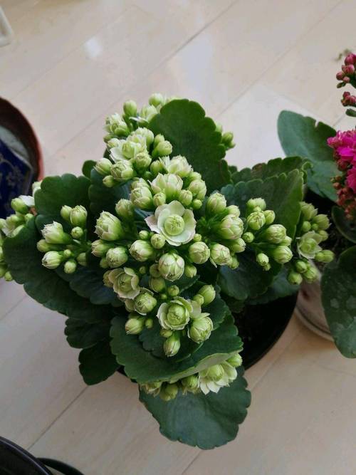 长寿花怎么过冬，长寿花怎么过冬保暖-第5张图片-优品飞百科