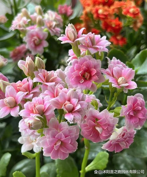长寿花怎么过冬，长寿花怎么过冬保暖-第6张图片-优品飞百科