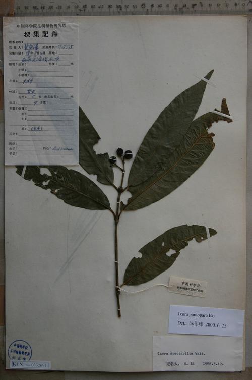 仙丹花在家掉叶子，仙丹花在家掉叶子怎么办？