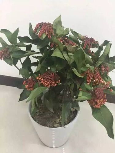 仙丹花在家掉叶子，仙丹花在家掉叶子怎么办？-第3张图片-优品飞百科