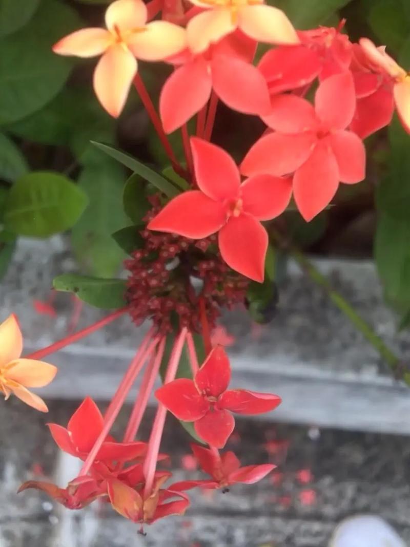 仙丹花在家掉叶子，仙丹花在家掉叶子怎么办？-第2张图片-优品飞百科