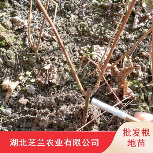 豆腐树的扦插法？豆腐树盆景？-第3张图片-优品飞百科
