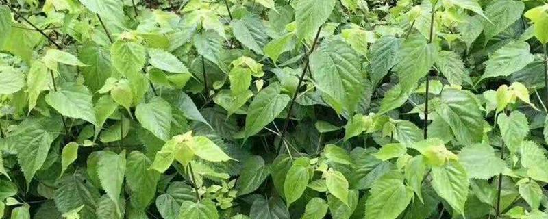 豆腐树的扦插法？豆腐树盆景？-第4张图片-优品飞百科