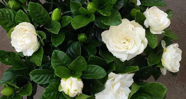 栀子花冬季能修剪吗，栀子花冬天要剪枝吗