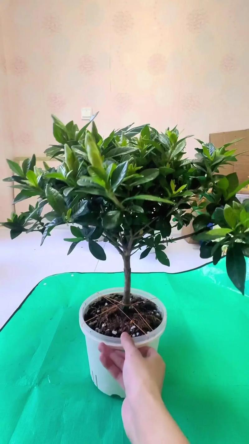 栀子花冬季能修剪吗，栀子花冬天要剪枝吗-第2张图片-优品飞百科