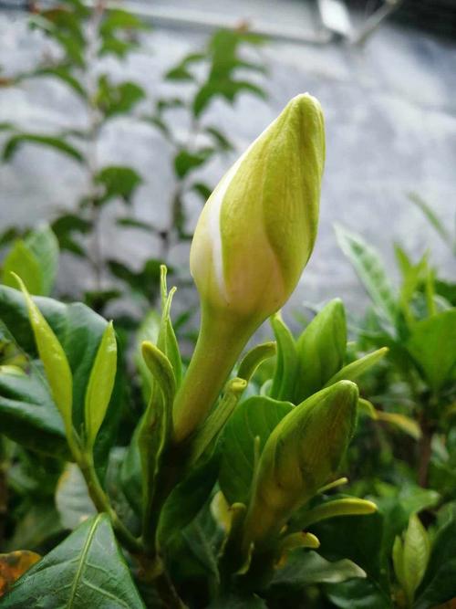 栀子花冬季能修剪吗，栀子花冬天要剪枝吗-第3张图片-优品飞百科