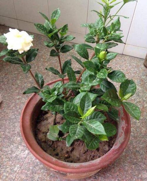 栀子花冬季能修剪吗，栀子花冬天要剪枝吗-第4张图片-优品飞百科