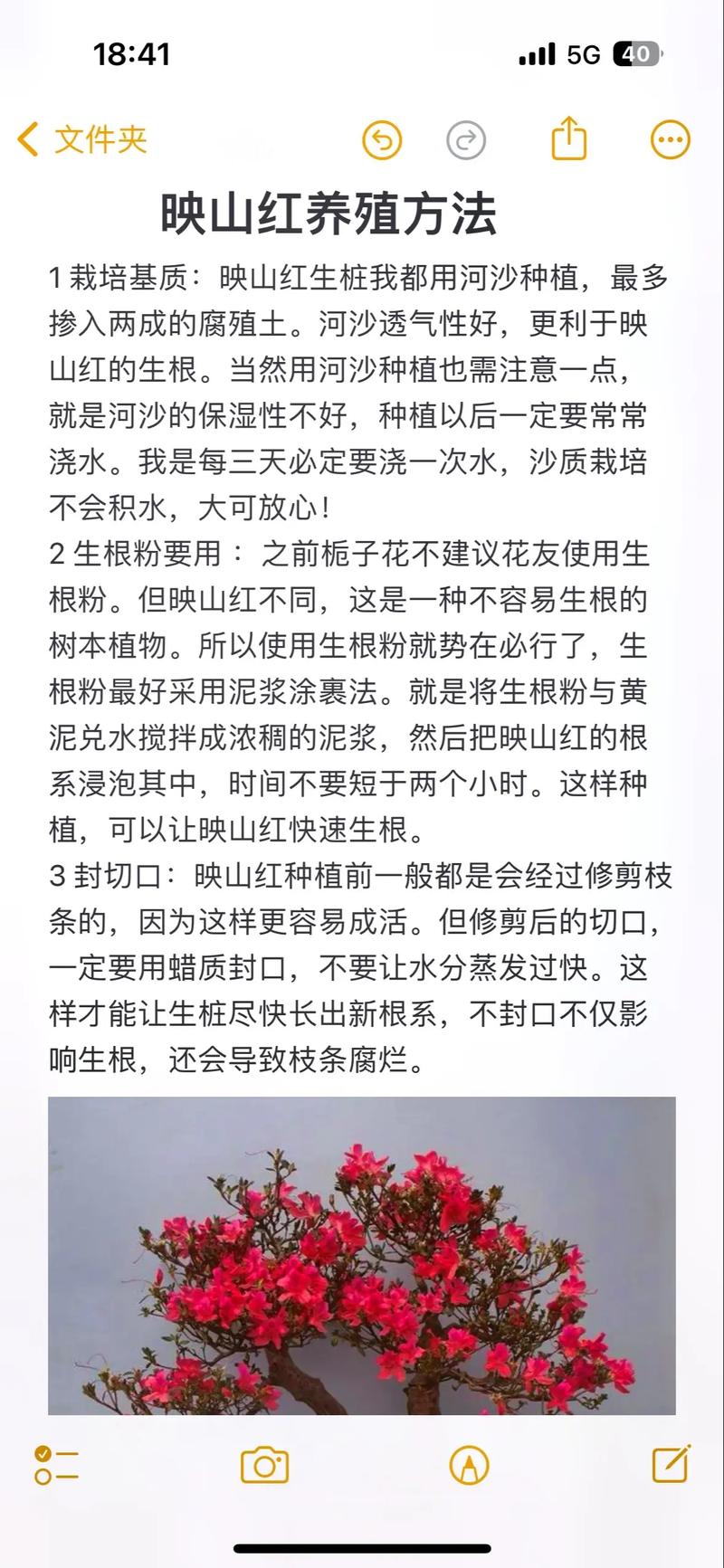 映山红夏天怎么盆栽养？映山红的盆栽方法和注意事项？-第2张图片-优品飞百科
