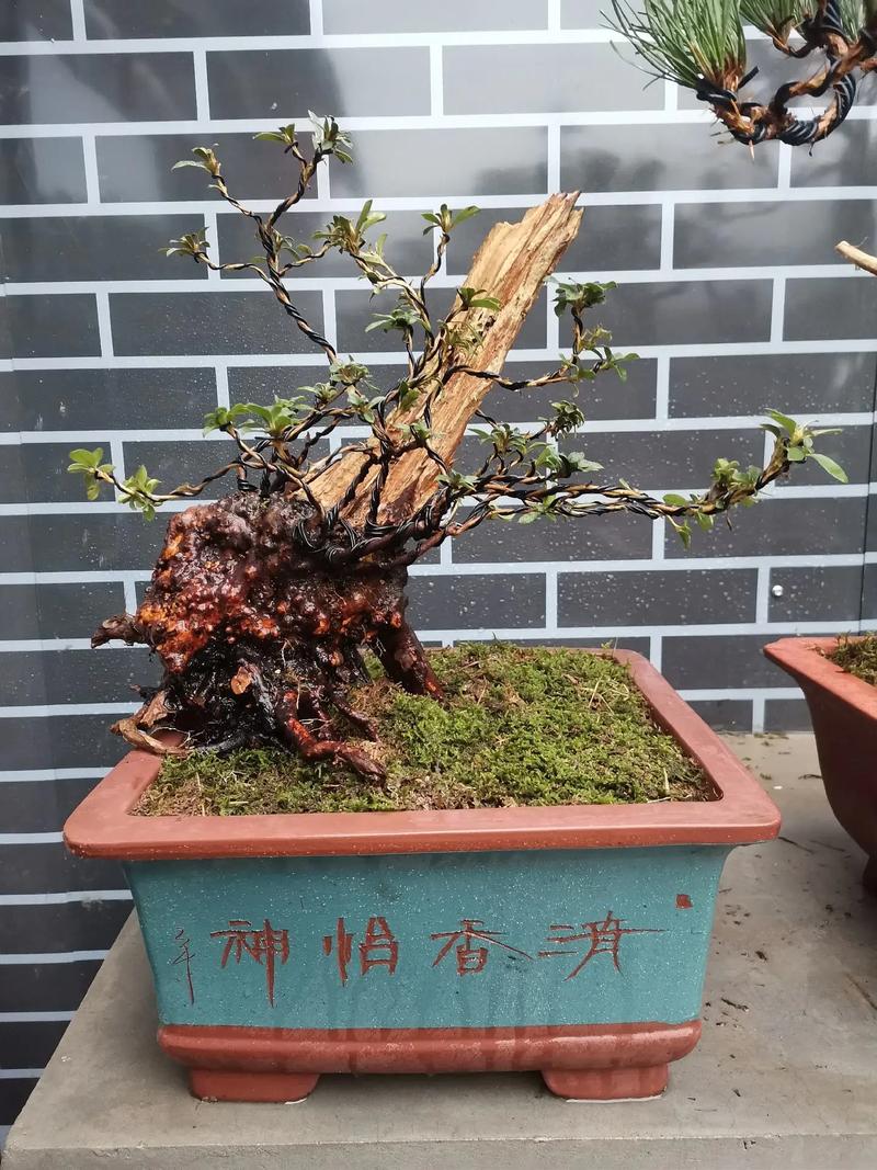 映山红夏天怎么盆栽养？映山红的盆栽方法和注意事项？-第4张图片-优品飞百科