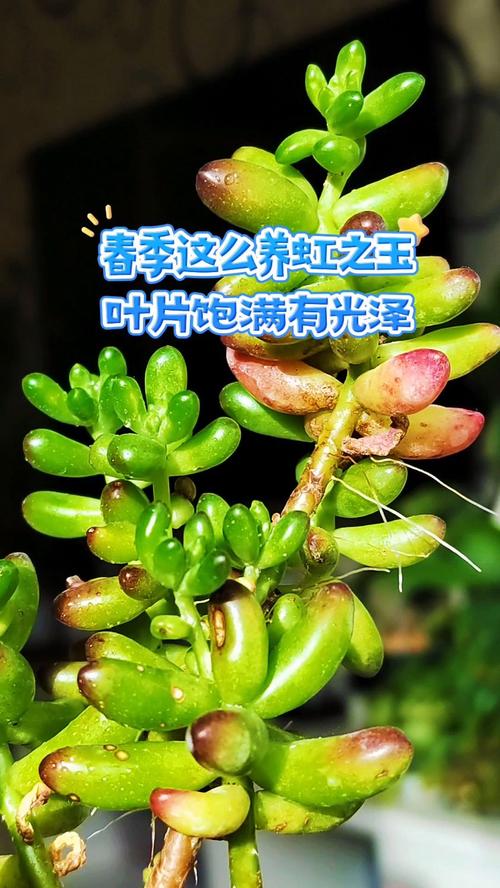 虹之玉秋天怎么养？虹之玉夏天的养殖方法和注意事项？-第7张图片-优品飞百科