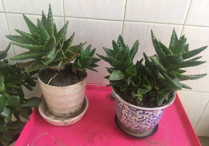 芦荟怎么养长得好？芦荟怎么养长得好看？-第3张图片-优品飞百科