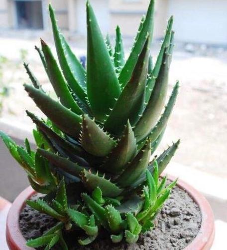 芦荟怎么养长得好？芦荟怎么养长得好看？-第5张图片-优品飞百科
