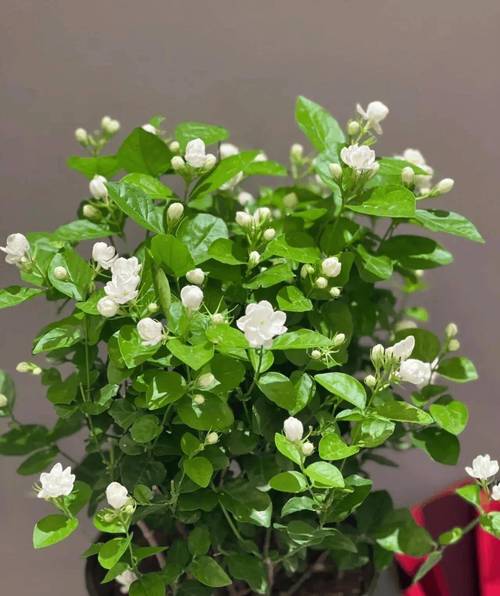 素馨花怎么养，素馨花怎么养护怎么修剪-第3张图片-优品飞百科