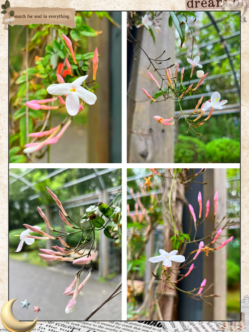 素馨花怎么养，素馨花怎么养护怎么修剪-第4张图片-优品飞百科
