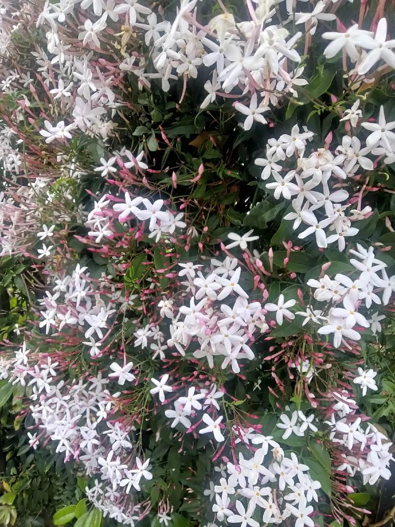 素馨花怎么养，素馨花怎么养护怎么修剪-第5张图片-优品飞百科
