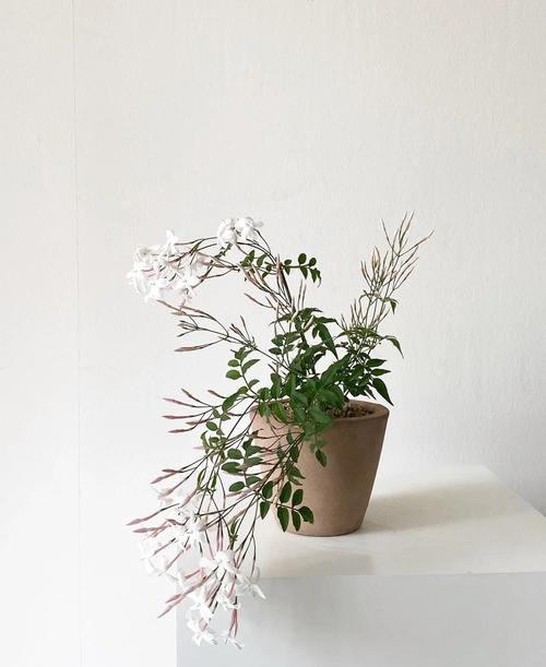 素馨花怎么养，素馨花怎么养护怎么修剪-第6张图片-优品飞百科
