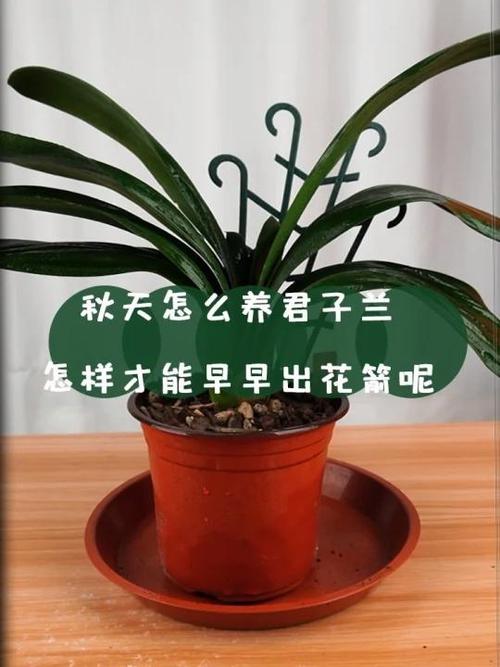 君子兰秋天这样养？君子兰秋天养殖方法和注意事项？-第5张图片-优品飞百科