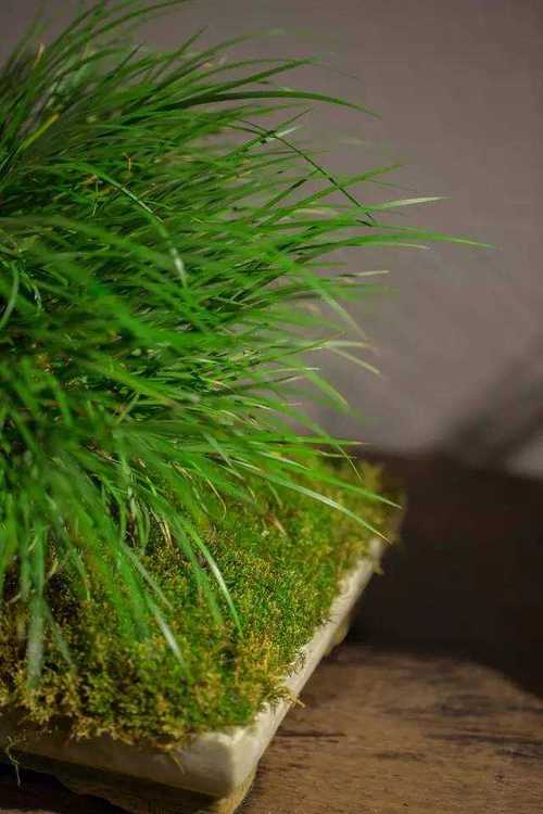 荸荠怎么种植盆景，荸荠咋种植