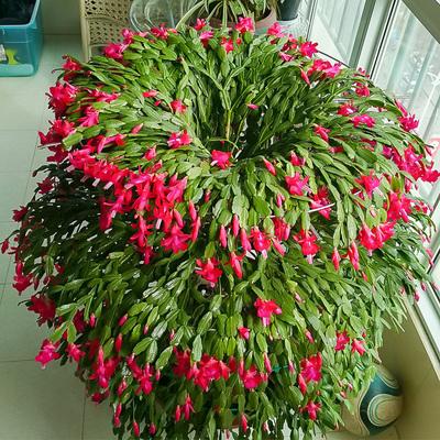 螃蟹爪子花养殖方法，螃蟹爪子花怎么养-第2张图片-优品飞百科