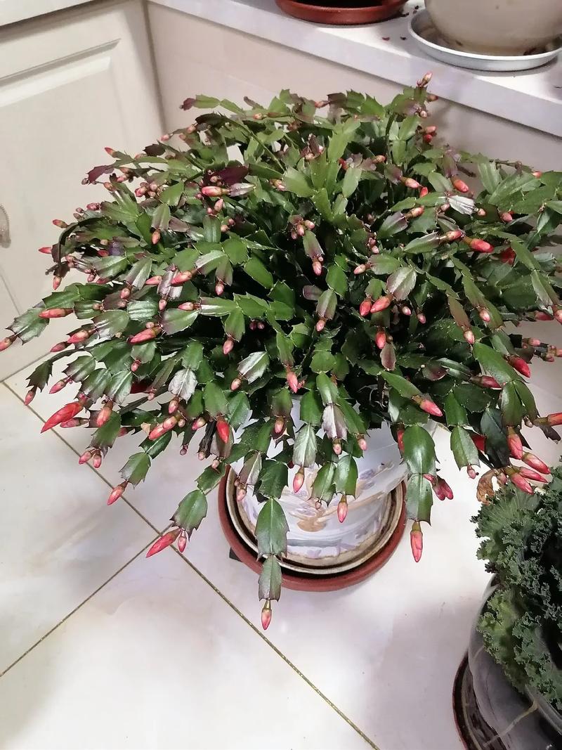 螃蟹爪子花养殖方法，螃蟹爪子花怎么养-第4张图片-优品飞百科