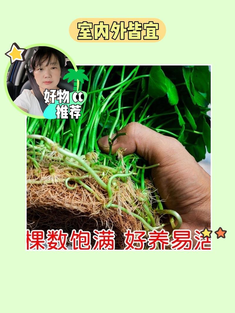 盆栽金钱草怎么浇水，金钱草的花盆？