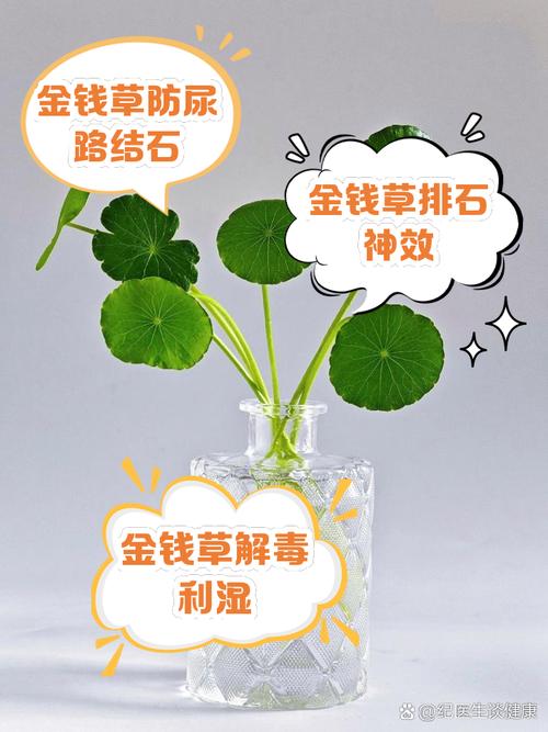 盆栽金钱草怎么浇水，金钱草的花盆？-第2张图片-优品飞百科