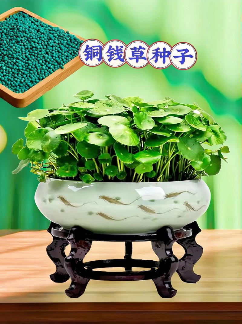 盆栽金钱草怎么浇水，金钱草的花盆？-第3张图片-优品飞百科